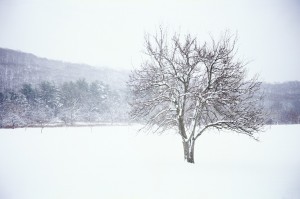Winter1-300x199