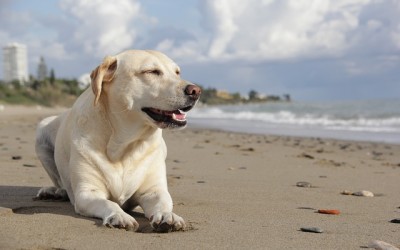 PARENTING LESSONS FROM THE DOG WHISPERER